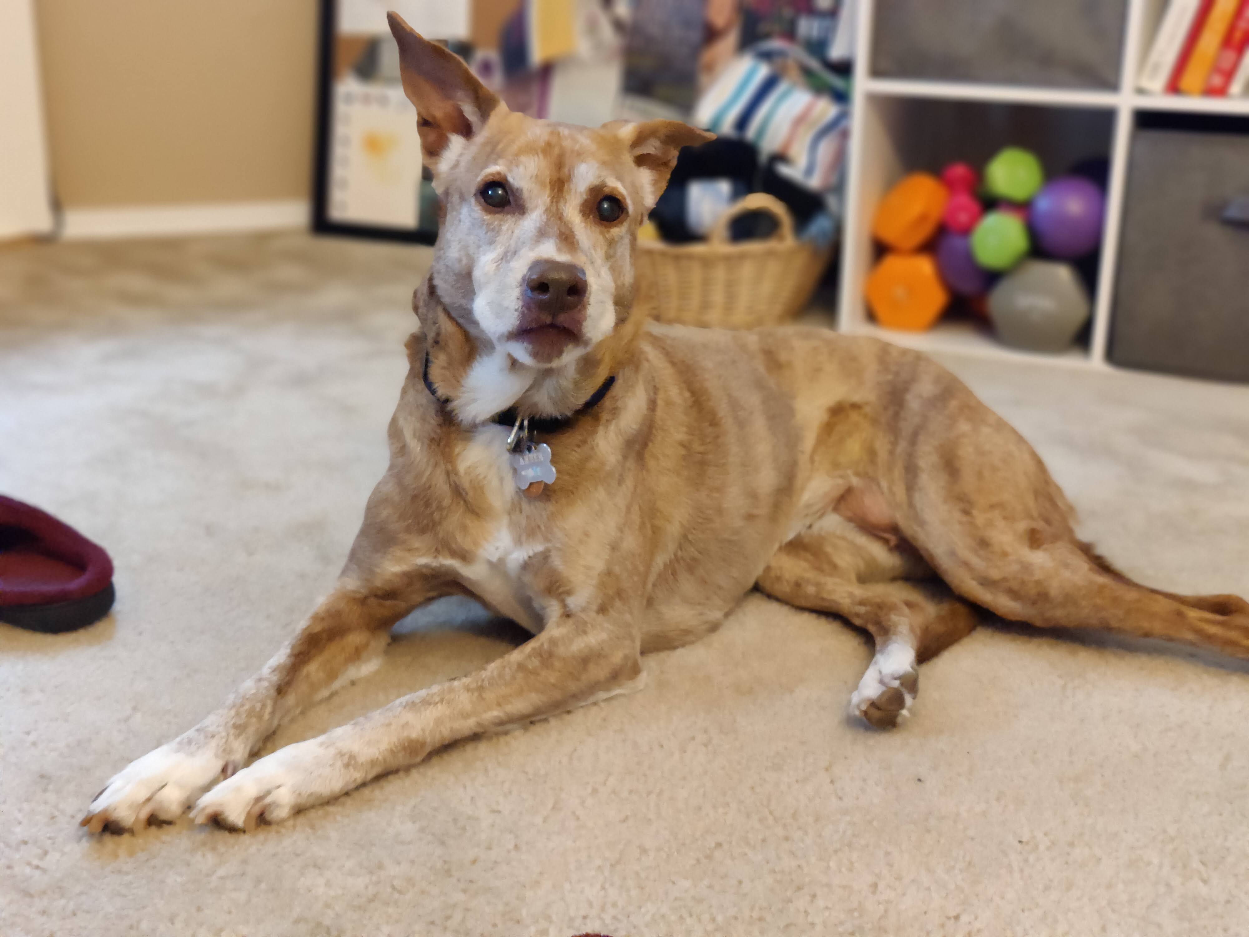 Amber Portrait