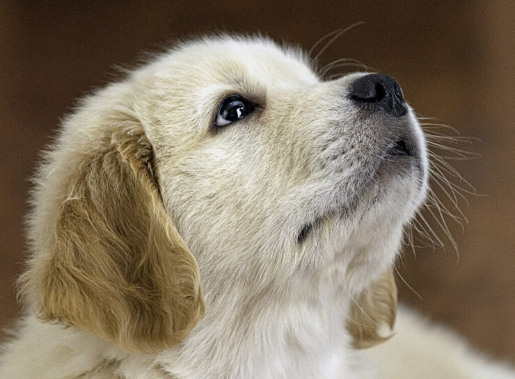 Veterinarian Services