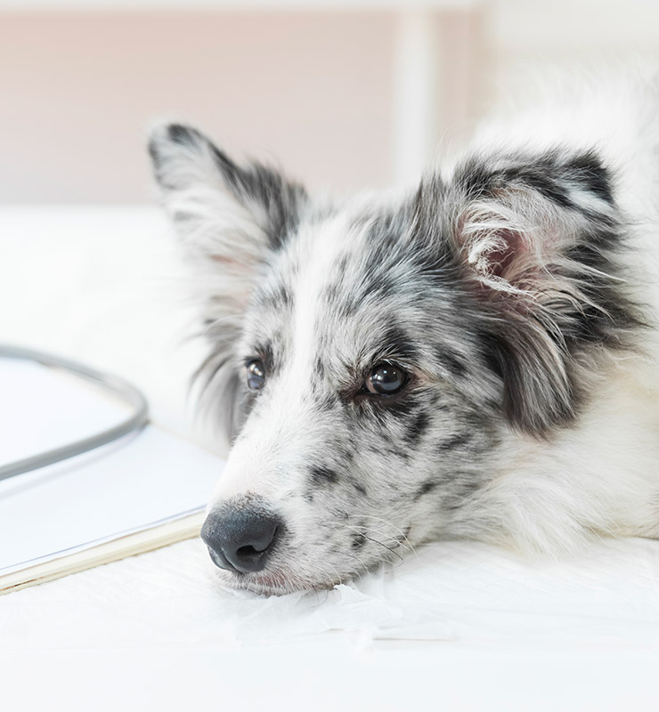 Compassionate Care